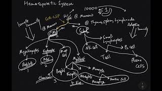 Hematopoietic System