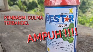 AMPUH !!! GULMA TERBANDEL BISA BABLASSSSS. (NYEMPROT BARENG KAKONG)