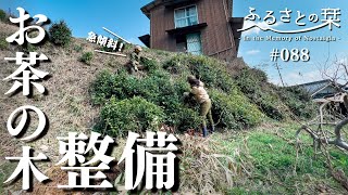 [Tea Tree] Maintenance of tea trees and the taste of spring｜Rural Japan 088