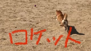 爆速！柴犬小春のロケットダッシュと帰ってくるときのギャップ