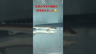 [社長の蝶鮫]水槽も新たに、今年も蝶鮫始まりました🦈ロシアチョウザメ立派やな！#shorts #aquarium #movie #swimming #beautiful