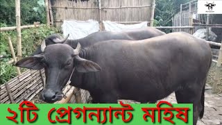 ২৩১ নং ইন্ডিয়ান মুররা জাতের ২টি প্রেগনেন্ট মহিষ বিক্রয় করা হবে সরাসরি কিনুন মিলন ডেইরি ফার্ম থেকে