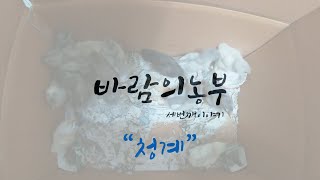 시즌3 청계 ( 고추말뚝 세우기 등 농사일 후 청계 병아리 입양 )