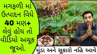 મગફળી માં મુંડા અને સુકારો હવે નહિ આવે | ઉત્પાદન વધશે | Groundnut