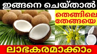 ഇങ്ങനെ ചെയ്താൽ തെങ്ങിലെ തേങ്ങയെ ലാഭകരമാക്കാം:how to increase profit tips for coconut farmers