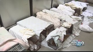 PETA says euthanasia "preferable" to TNR