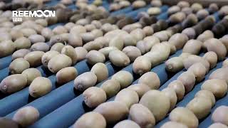 Precise sorting, achieving the peak of kiwifruit quality - Reemoon sorting equipment