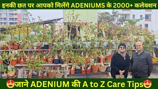 इनकी छत पर आपको मिलेंगे ADENIUMS के 2000 से ज्यादा की कलेक्शन | जाने ADENIUM की A to Z Care Tips