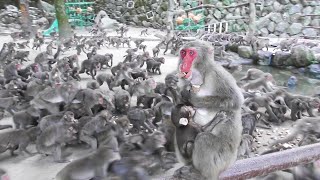 Monkeys scramble for sweet potatoes