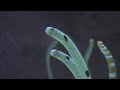 ちんあなご garden eel 美ら海水族館