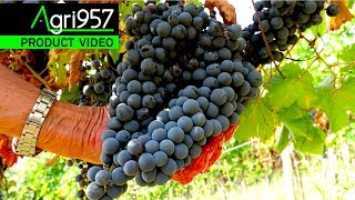 HAND GRAPE HARVESTING in ITALY, RED WINE | VENDEMMIA A MANO, UVE ROSSE