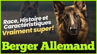 Introduction à l'incroyable Berger Allemand : race, histoire et caractéristiques