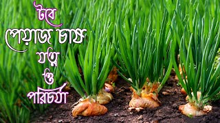 How To Grow Onion In A Pot টবে পেঁয়াজ গাছের যত্ন ও পরিচর্যা ,চারা তৈরি বিস্তারিত।