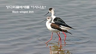 장다리물떼새를 아시나요.(Black-winged Stilt)