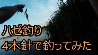 ハゼ釣り、何匹まで同時に釣れるか自作の4本針で釣ってみた(大井ふ頭中央海浜公園夕やけなぎさ)