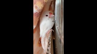 【隠れ家】そこで何してるんですか？　マロン【Java sparrow】白文鳥 #shorts