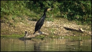 Cormorant - Great Black Cormorant (Phalacrocorax carbo)