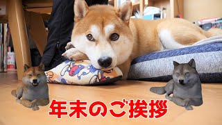 【京の柴犬】年末のご挨拶！🙇　太郎の犬モノガタリ第408話