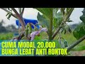 CARA MELEBATKAN BUAH TERONG ANTI RONTOK PADA PENGOCORAN KE 3 💯 | Eps 11 |