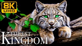 Forest Kingdom 8K UHD 🐆トロピカル プレデターとリラックスできるサウンド