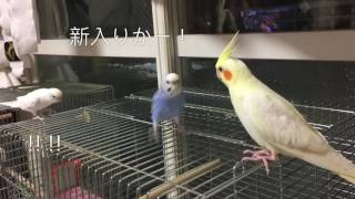 初の同時放鳥(字幕)