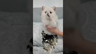 Dog Praying with Its Hands While Hip Dancing