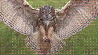 Optical Flow: Hierarchical Lucas-Kanade