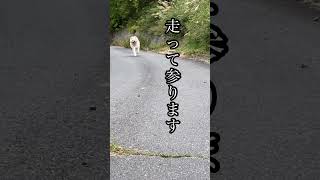 秋田犬たすけ走ります(10/3)#保護犬 #大型犬#秋田犬#akita