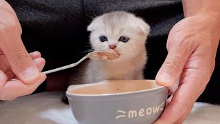 Tiny kittens are the biggest eaters.