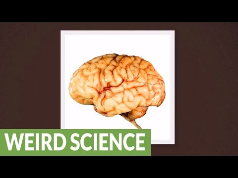 Why is the brain so fragile?