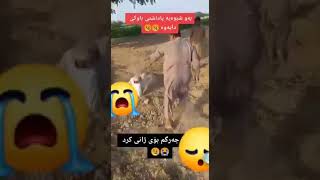 بەداخەوە بۆ منداڵی وا ،،😟 ئاوا  پاداشتی باوکی  دایەوە😟💔