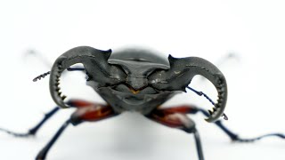 【極美】チュウゴククロツヤシカを大量に掘り出したらかっこよすぎた！【Pseudorhaetus sinicus sinicus】