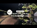 渓谷アクアテラリウムの全行程｜90cm水槽｜流木｜アクアテラリウム｜aqua terrarium｜vlog｜yakushima｜