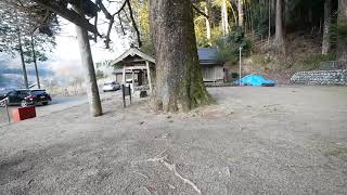 土屋原春日神社のラッパイチョウ  巨樹名木探訪