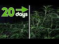 Cannabis Timelapse Bloom Cycle (Days 1-20)