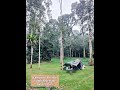 [Campsite Review] Sojuk Riverside, Batang Kali - June 2024