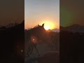 Calming Anxiety ☕️ Wild Horses Soothe The Soul  #sunset #anxietyrelief  #shorts