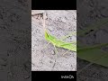 ملخ سبز قشنگ حیوانات خنده دار beautiful green grasshopper funny animals