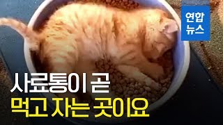 '행복이란게 이런건가요'...사료통 아기 고양이 화제/ 연합뉴스 (Yonhapnews)