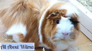 All About Wilma | Meet My Guinea Pigs