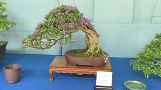 Vietnam hosts Asia-Pacific Bonsai-Suiseki Festival