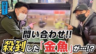 【金魚屋巡り】入手困難な金魚が手に入る「小さな金魚屋」さん‼︎