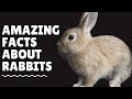 Top 20 Amazing Facts About Rabbits