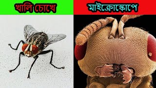 মাইক্রোস্কোপের নীচে সাধারণ বস্তু|| বিস্ময়কর মাইক্রোস্কোপিক জগৎ|Now React|