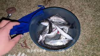 野钓遇高手，海鲈鱼还可以这样钓，白条哥又学会一招#fishing #记录真实生活