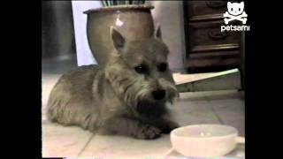 Bloated puppy burps loudly after every meal