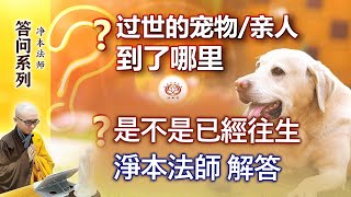 問答🧐過世的寵物 親人到了哪裡❓ 淨本法師開示 (有字幕)