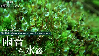 【雨音】美しく輝く水滴と苔【癒し｜きらきら】自然音ASMR