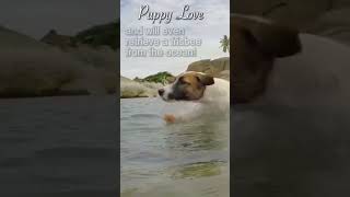 Jack Russel terrier loves playing frisbee, in the ocean!