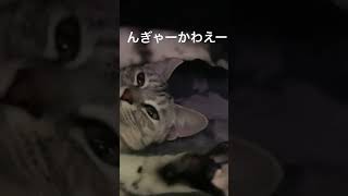 こたつの中で仰向けで伸びている猫が可愛い過ぎた#猫 #猫可愛い #ねこたつ